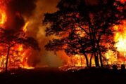 Devastating fire destroys 80 hectares of forests, including rare trees, in Libya's Green Mountain