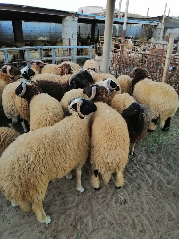 Al Jabal Al Akhdar’s Animal Wealth Administration confirms continued support for breeders Al Jabal Al Akhdar's Animal Wealth Administration confirms continued support for breeders.