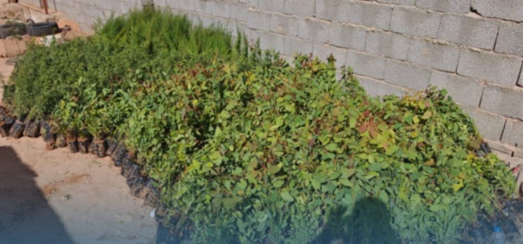 Wayfarer Initiative launches with 1,800 seedlings to promote desert afforestation Wayfarer Initiative launches with 1,800 seedlings to promote desert afforestation