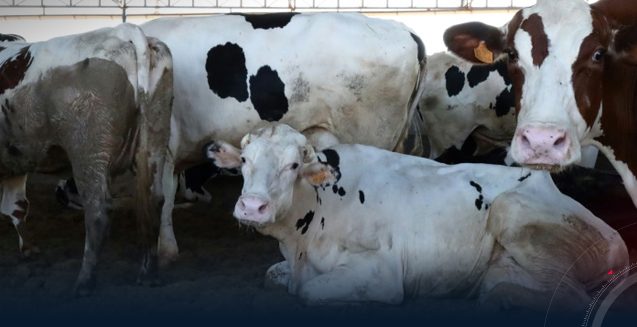 Death of around 60 cattle and closure of livestock markets in Suluq and Qaminis Death of around 60 cattle and closure of livestock markets in Suluq and Qaminis