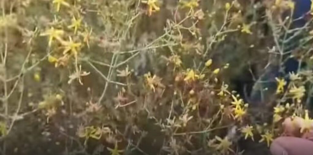 Head of the Veterinarians Syndicate in Al-Marj Warns of Danger of Toxic ‘Abu Qaratu’ Plant to Livestock Head of the Veterinarians Syndicate in Al-Marj Warns of Danger of Toxic ‘Abu Qarato’ Plant to Livestock